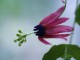passiflora edmundoi