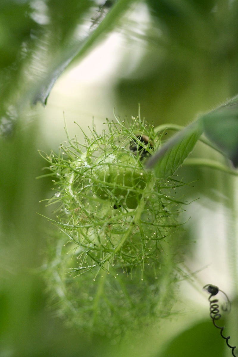 passiflora foetida fruit