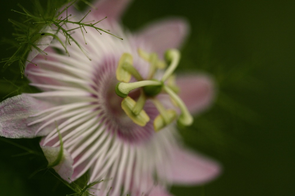 passiflora foetida