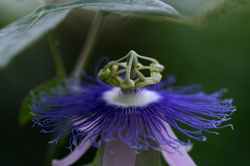 passiflora garckei