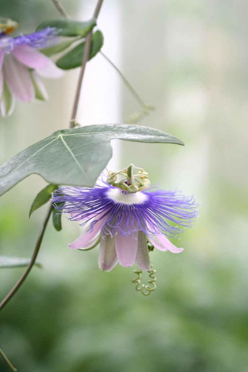 passionflower garkei