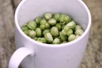 pickling-nasturtium-seeds