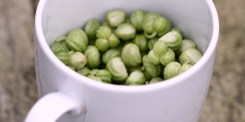 pickling-nasturtium-seeds