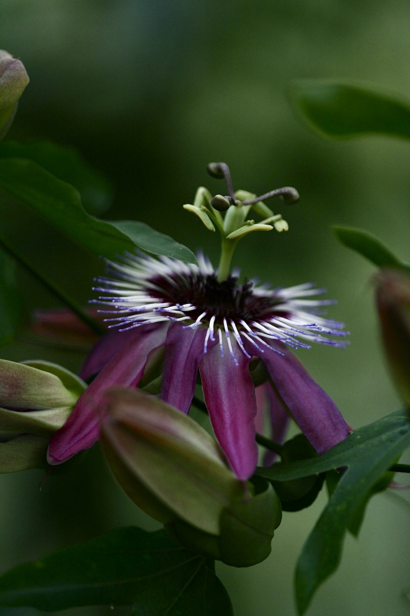 pink passionflower violacea