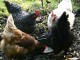 porridge-chickens (1)