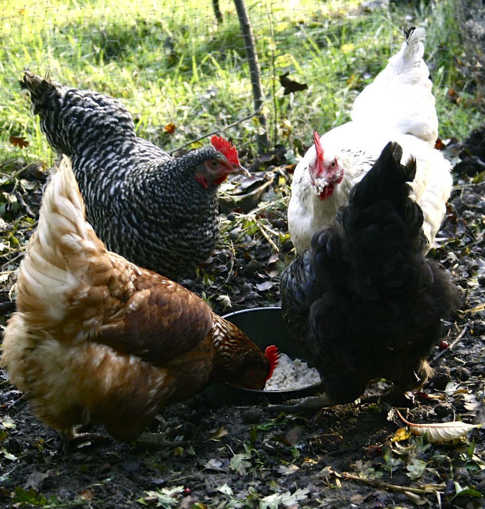 feeding chickens porridge