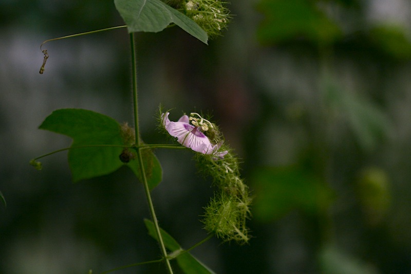 stinking passion flower