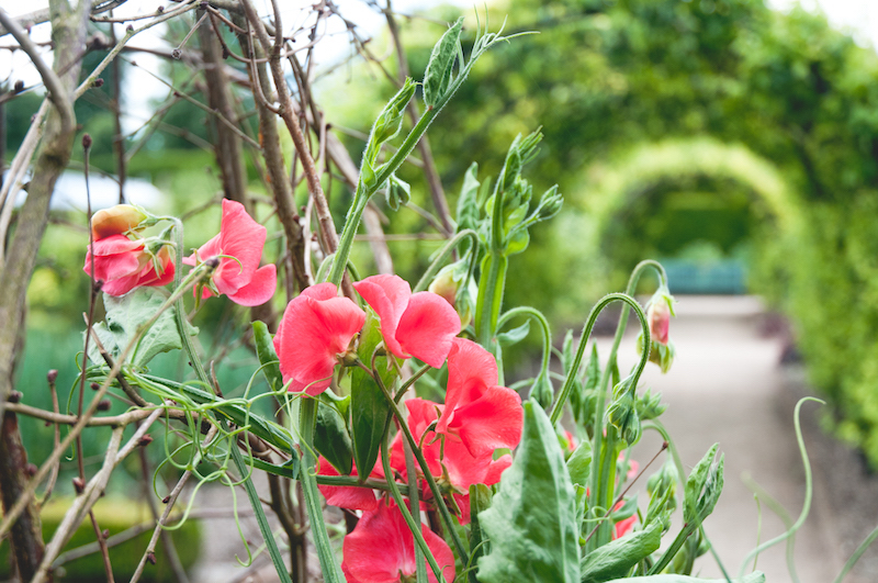 vicki isted june 2014 gardens
