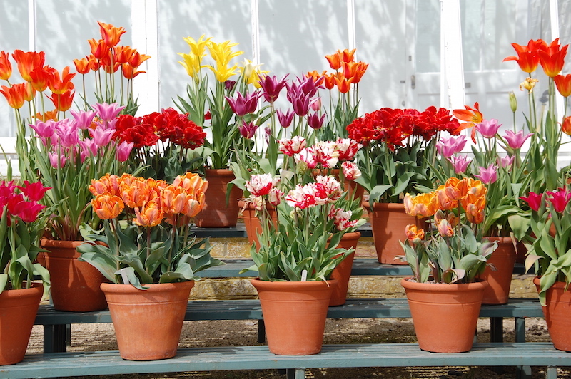 Tulips April 2014