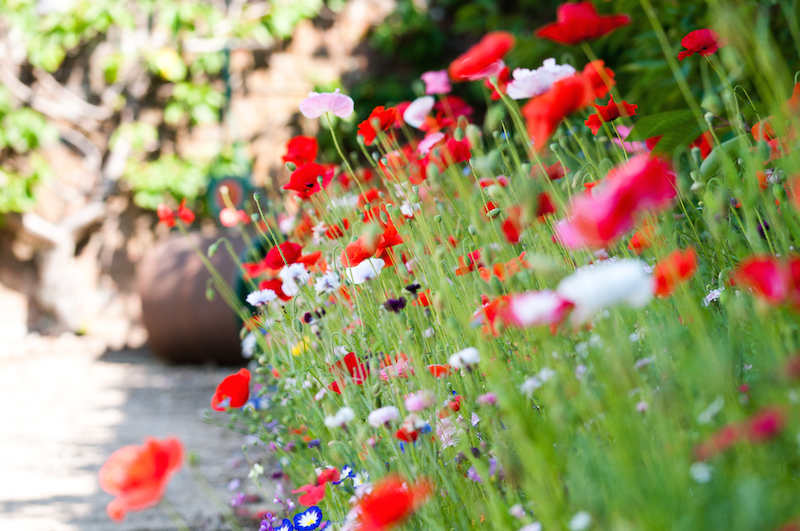 West dean gardens