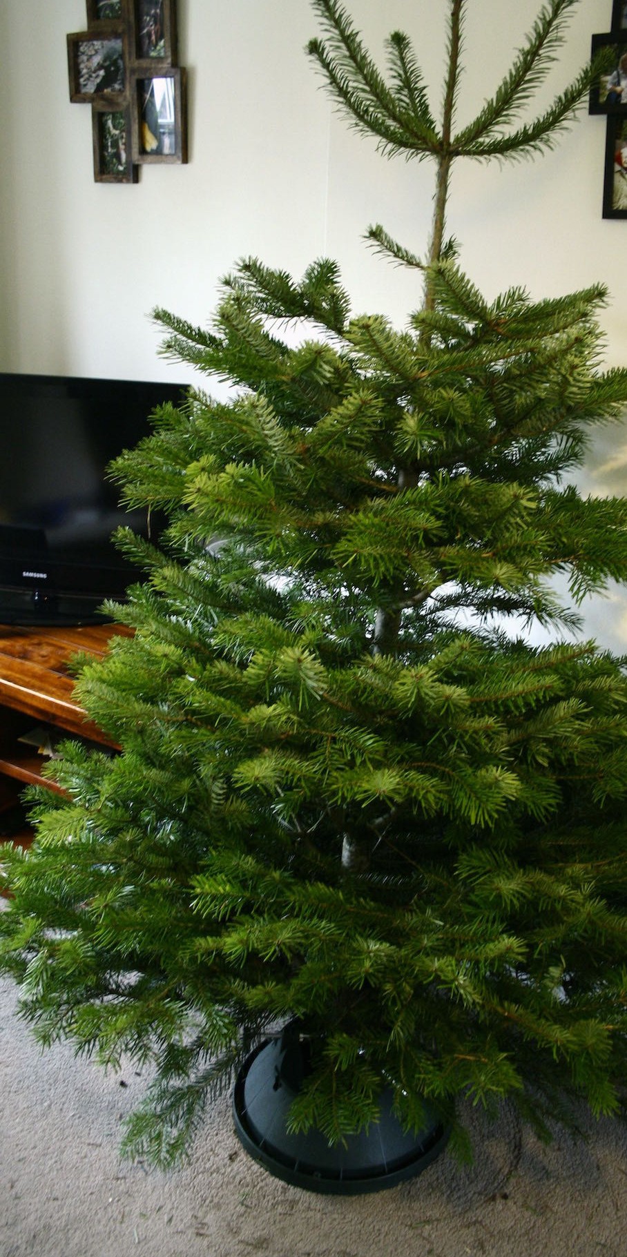 nordman fir