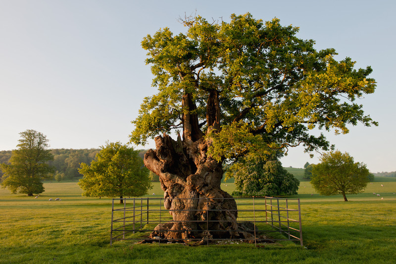 q.188 Ancient Oak tree