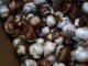 spring bulbs mixed