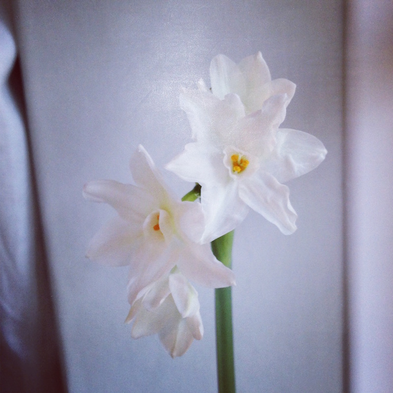 forced paperwhite daffodil