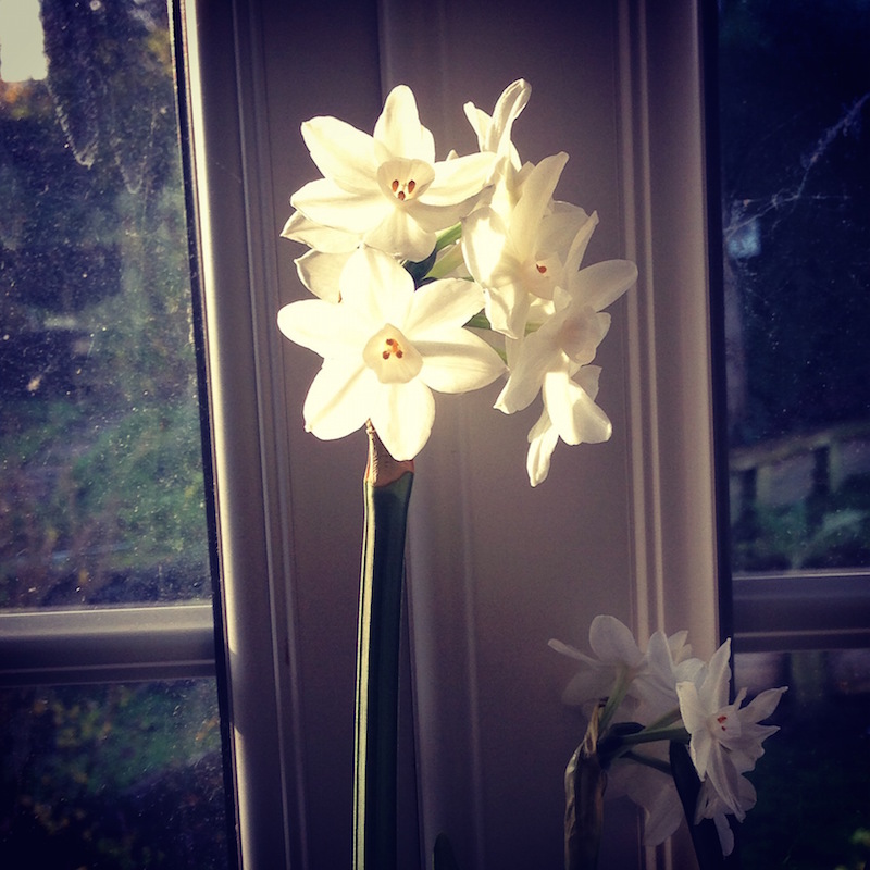 narcissus paperwhite grandiflora