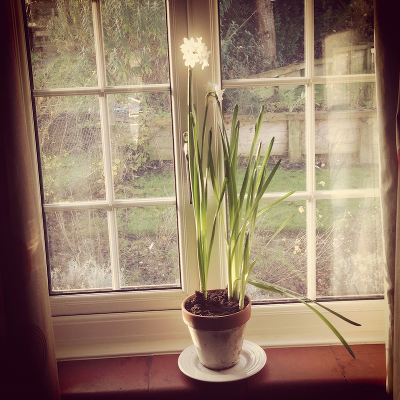 paperwhite daffodil