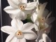 paperwhite narcissus