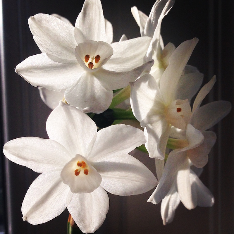 paperwhite narcissus