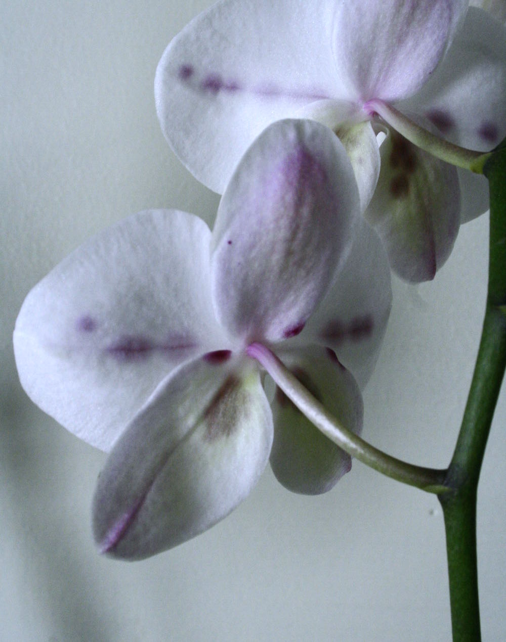 phalaenopsis spotted