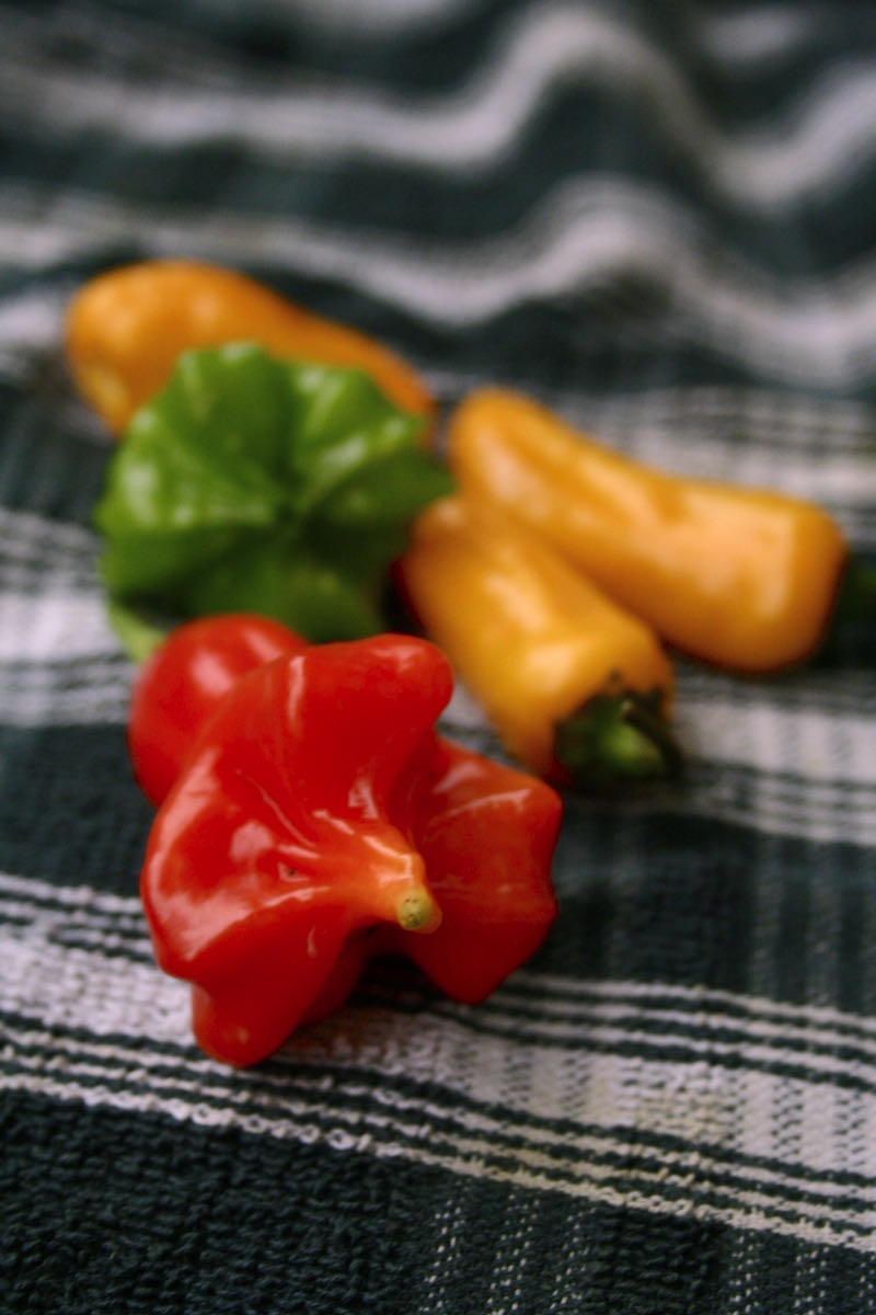 scotch bonnet chillies