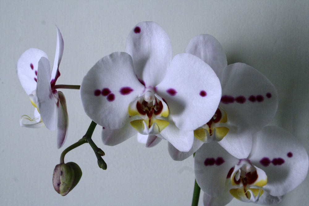 spotted phalaenopsis