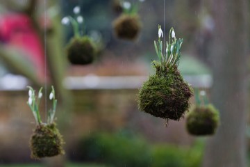 CPG-Snowdrops rated-13