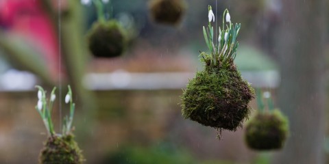 CPG-Snowdrops rated-13
