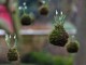 CPG-Snowdrops rated-13