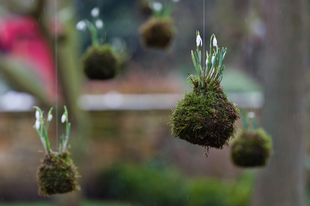 CPG-Snowdrops rated-13
