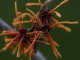 hamamelis jelena