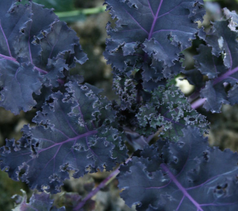 red curly kale