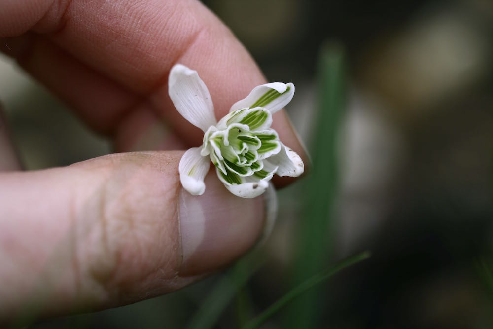 double snowdrop