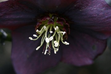 helleborus purple