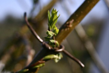 living willow