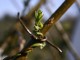 living willow