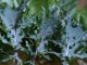 red russian kale and chard
