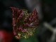 rhubarb leaf