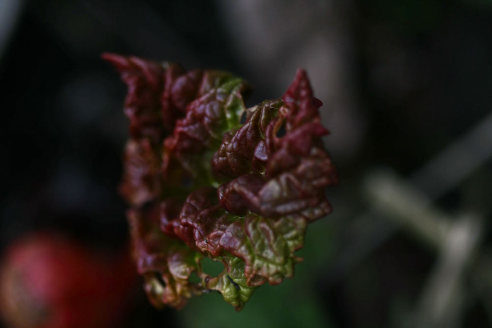 rhubarb leaf