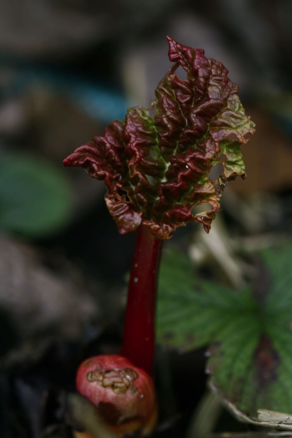 rising rhubarb