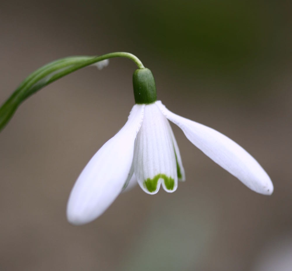 single snowdrop