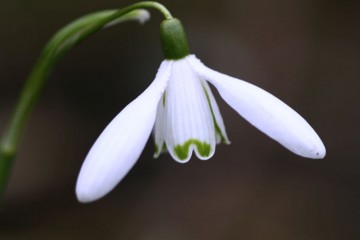 snowdrop flower