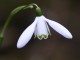 snowdrop flower