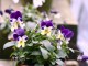 viola winter