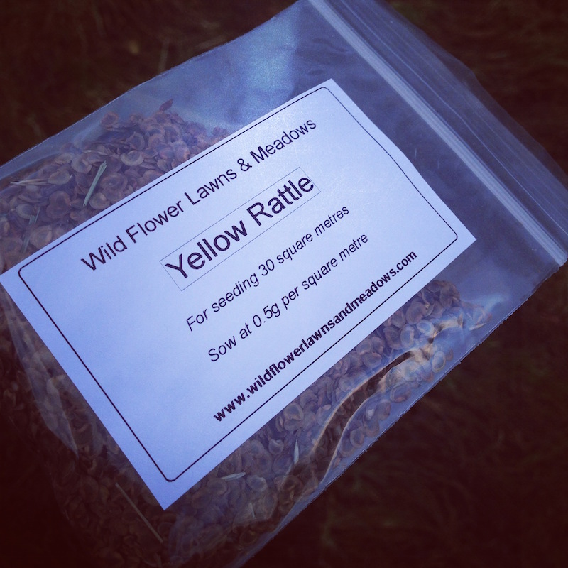 yellow rattle seed