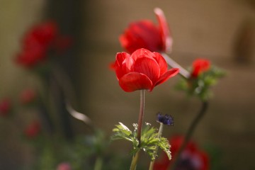 anemone