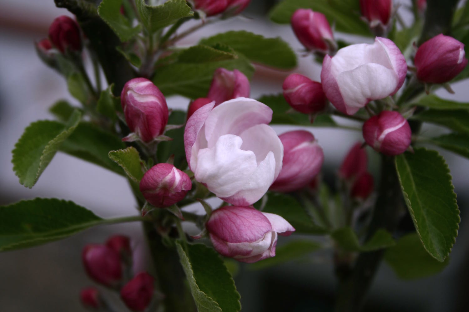 apple blossom