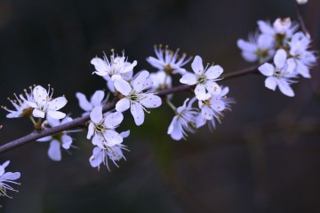 blackthorn