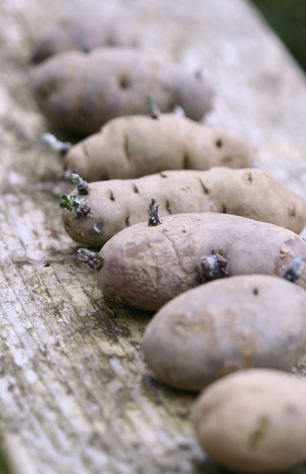 chitted potatoes