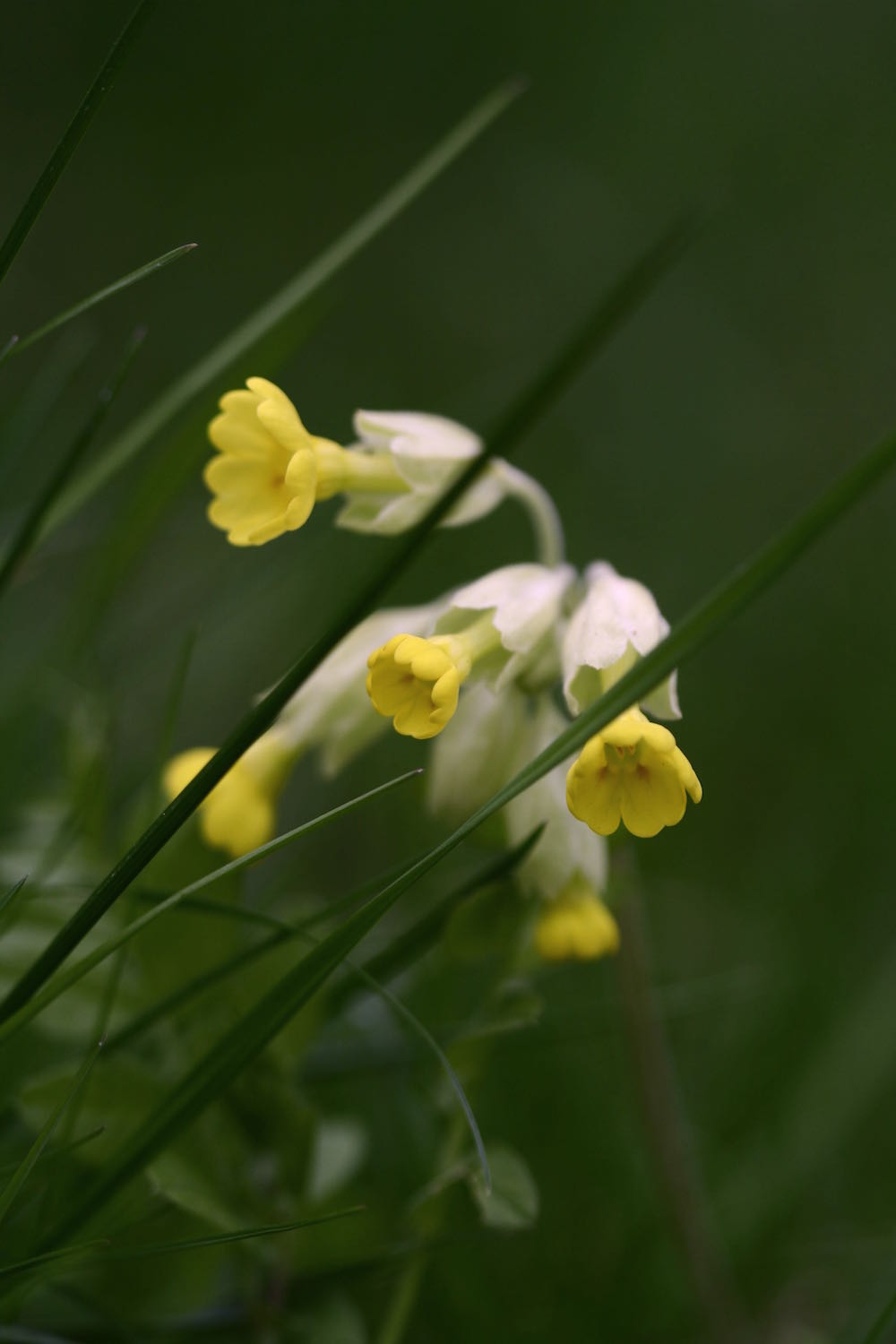 cowslip flowers