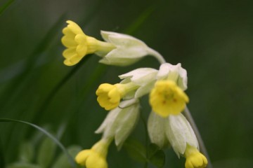 cowslip meadow